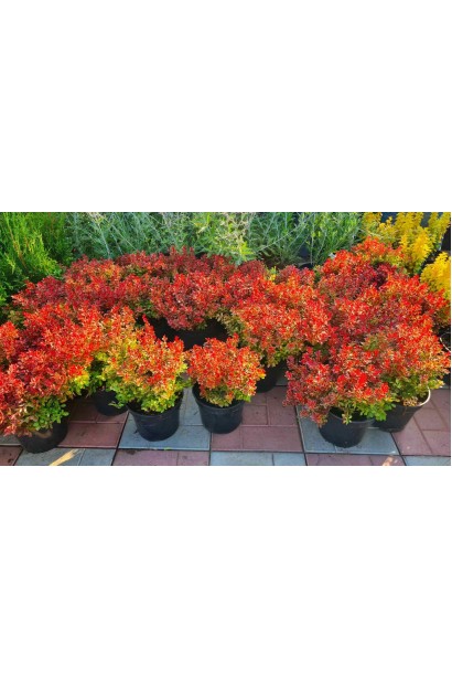 Барбарис Admiration контейнер 3л 